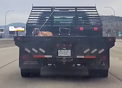 Dog spotted traveling to Kelowna on back of flatbed truck