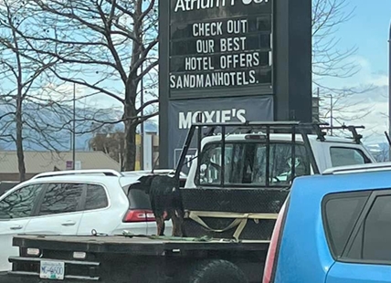 Another dog seen riding on back of flatbed pickup in Kelowna