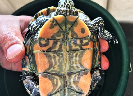 Kelowna residents caught trying to sell threatened western painted turtle online