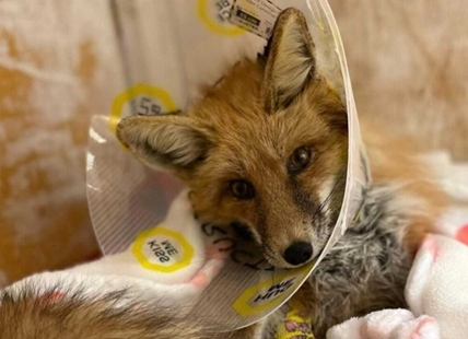 iN VIDEO: Severely injured fox recovering at Kamloops wildlife health centre