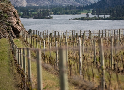 South Okanagan winery not bottling 2021 vintage due to wildfire smoke contamination