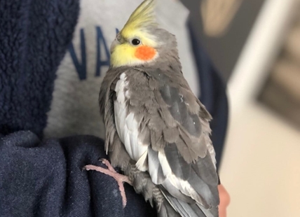 Kamloops family desperate to find missing cockatiel