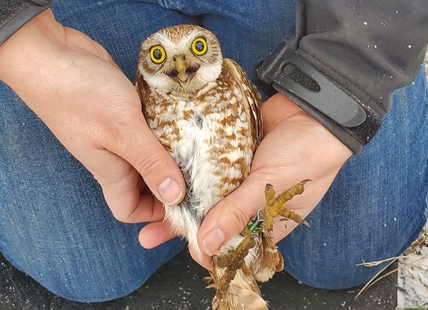 Burrowing owls returning to Thompson Okanagan nests after migration to Mexico