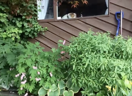 iN VIDEO: Watch 12 months of Kamloops garden's life in 12 seconds