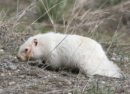 Kamloops photographer captures photos of rare albino marmot