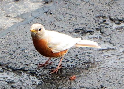 A very rare robin was caught on camera in Kamloops