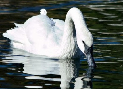 B.C. Wildlife Park separates swans due to avian flu risk