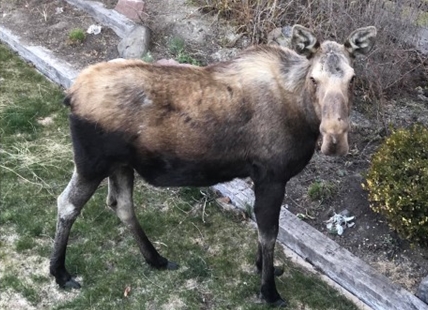 SIGN OF SPRING: Pregnant moose feasts in Kamloops yard