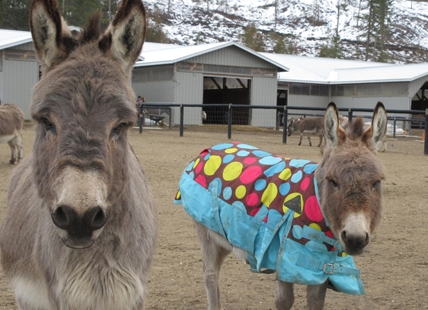 Shuswap donkey refuge reopens after long COVID-19 closure