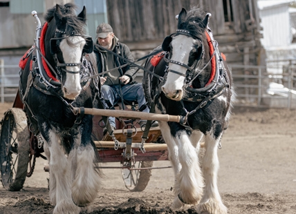 Farmers step back in time to work fields with draft horses near Kamloops