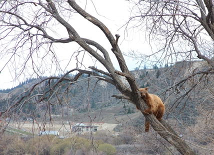 Trap removed from Kamloops neighbourhood but bear continues to roam free