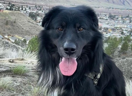 Why this Kamloops dog was suddenly paralyzed and how to prevent it