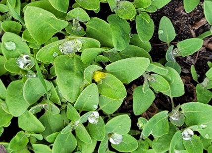 Three edible plants that grow in backyards in Okanagan, Kamloops