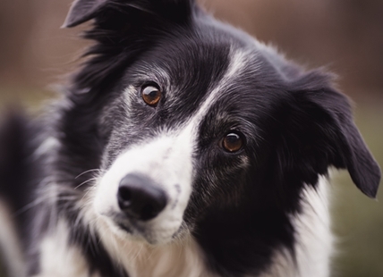 B.C. woman gets DNA test to prove dog sale wasn't as advertised