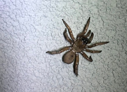 CAUGHT ON CAMERA: Tarantuloid spiders rare sight in Kamloops, Okanagan