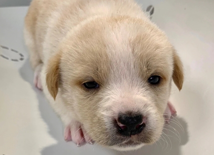 Mother dies of suspected anti-freeze poisoning, B.C. SPCA caring for 21 surrendered puppies in Northern B.C.