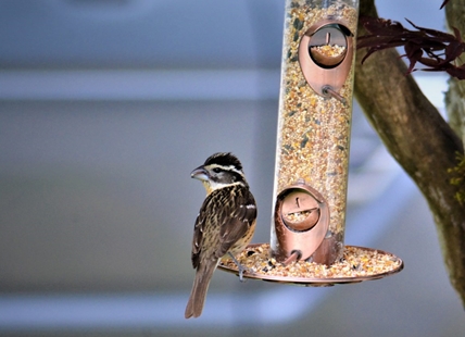 B.C. SPCA urging British Columbians to remove feeders due to deadly bird flu