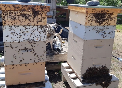 Bee hive losses range from alarming to almost normal in Kamloops and Okanagan