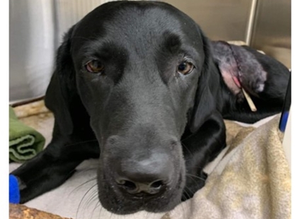 Kamloops dog impaled by stick in freak fetch accident on the mend