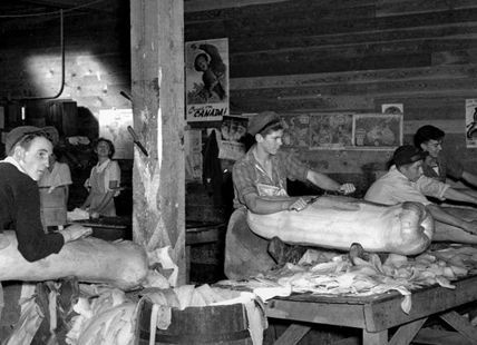 Monstrous 100-pound melons once grew in the Okanagan, what happened to them?