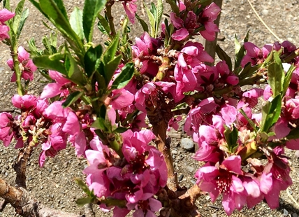 Long, cold spring affecting stone fruit trees in Kamloops, Okanagan