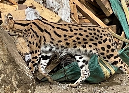 Vancouver police called to help conservation officers capture exotic cat