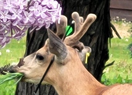 Deer spotted in Summerland with crossbow bolt stuck in its ear