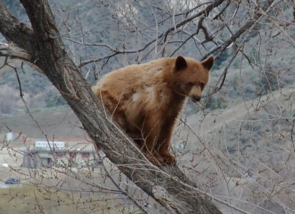 Problem bear still there, picnicking on household garbage in Kamloops