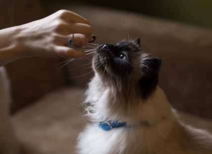 Kickstarter launched for Kelowna cat cafe