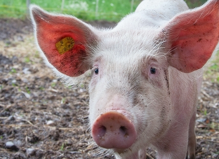 Animal rights protesters from Kelowna get jail for hog farm 'occupation'