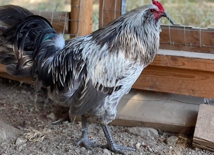 Abandoned roosters in North Okanagan an animal welfare issue