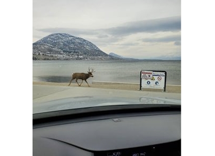 iN VIDEO: Buck takes a stroll along Penticton beach