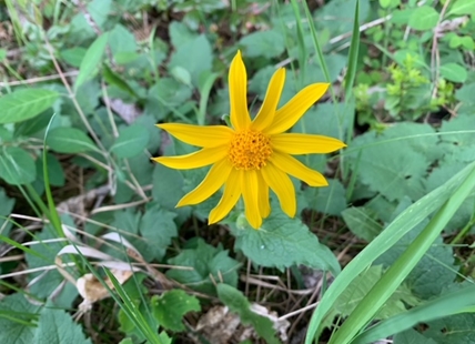 Expect patchy spring wildflowers in areas burned by wildfire in Okanagan