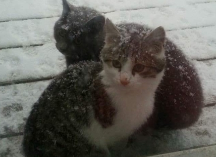 Leaving cats in the cold is not cool: Okanagan Humane Society