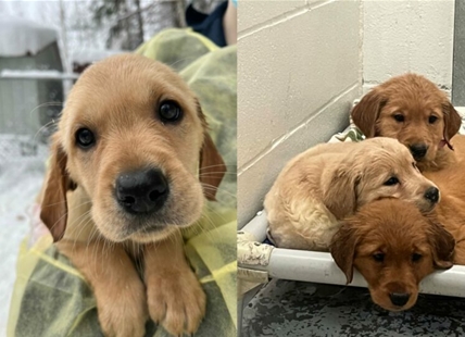 Breeder gives up 21 golden retriever pups to B.C. SPCA