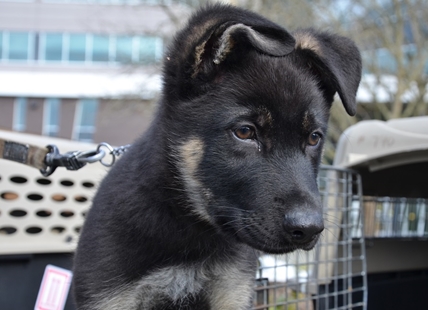 RCMP calling on young people to enter annual Name the Puppy Contest