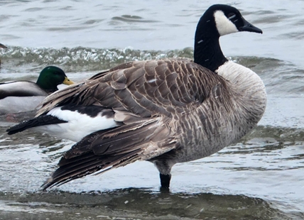 Penticton brewery hosting memorial for beloved Kevin the Goose