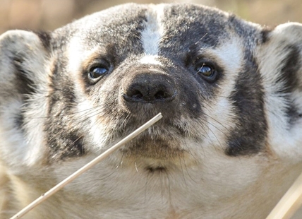 Partnership aims to help badgers cross the road in Southern Interior