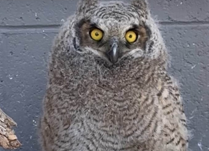 Big horned owlet gets new, protective mom at BC Wildlife Park in Kamloops