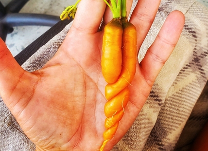 iN PHOTOS: Funky looking veggies from Kamloops, Okanagan gardens