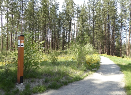 RCMP searching for suspect after attempted sexual assault in Kelowna park