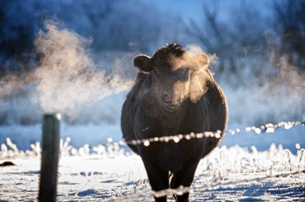 iN PHOTOS: Winter wonderland? Frosty images from Kamloops, Okanagan