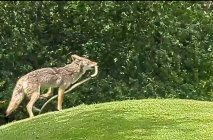 iN VIDEO: Coyote versus big snake on Osoyoos golf course