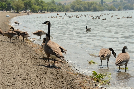 Unsurprisingly, goose poop still a massive problem on Okanagan beaches