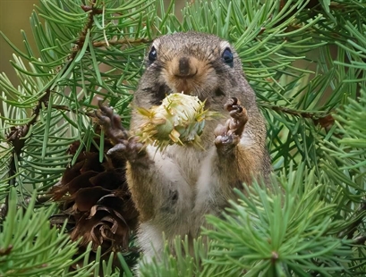 iN PHOTOS: Funny wildlife moments caught on cameras in Thompson-Okanagan