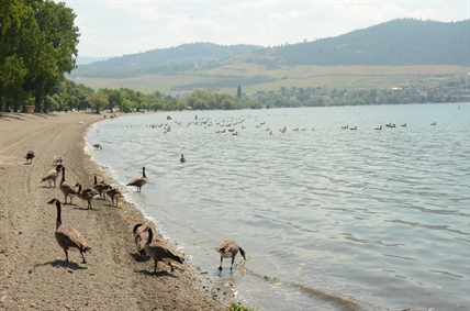 Busted sewer line closes Vernon beaches on Okanagan Lake, again