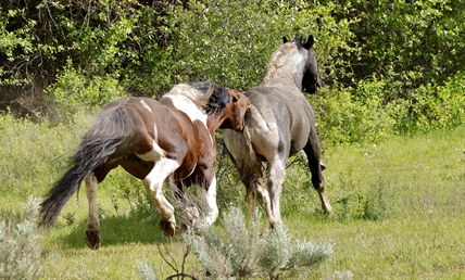 iN PHOTOS: Funny wildlife moments in Thompson-Okanagan Part Two