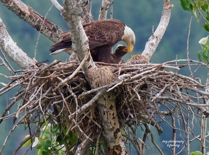 iN PHOTOS: Wildlife parents dote on their young in Kamloops, Okanagan