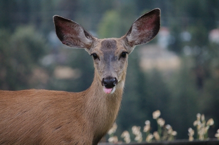 iN PHOTOS: Oh Dear! Deer shenanigans in Kamloops, Okanagan