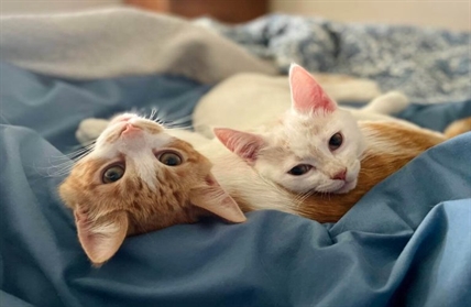 iN NUMBERS: Animal rescuers of the Thompson-Okanagan